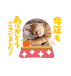 茶とらのあいすくん。ときどききゃめる（個別スタンプ：30）
