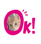 茶とらのあいすくん。ときどききゃめる（個別スタンプ：38）