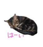 ぺこ＆ころん（個別スタンプ：16）