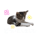 ぺこ＆ころん（個別スタンプ：31）
