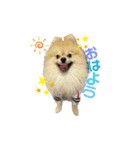 ぽめらにあん(♡)（個別スタンプ：1）
