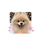 ぽめらにあん(♡)（個別スタンプ：4）