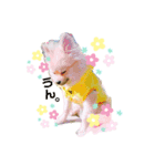 ぽめらにあん(♡)（個別スタンプ：5）