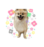 ぽめらにあん(♡)（個別スタンプ：8）