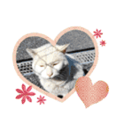 野良猫だらけ2020（個別スタンプ：1）