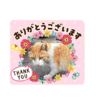 野良猫だらけ2020（個別スタンプ：2）