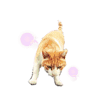 野良猫だらけ2020（個別スタンプ：3）