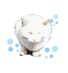 野良猫だらけ2020（個別スタンプ：4）