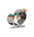 野良猫だらけ2020（個別スタンプ：5）