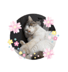 野良猫だらけ2020（個別スタンプ：6）