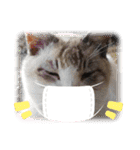 野良猫だらけ2020（個別スタンプ：8）