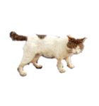 野良猫だらけ2020（個別スタンプ：10）