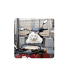 野良猫だらけ2020（個別スタンプ：11）