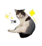 野良猫だらけ2020（個別スタンプ：14）