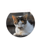 野良猫だらけ2020（個別スタンプ：16）