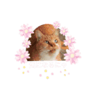 野良猫だらけ2020（個別スタンプ：17）