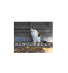 野良猫だらけ2020（個別スタンプ：20）