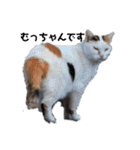 野良猫だらけ2020（個別スタンプ：21）