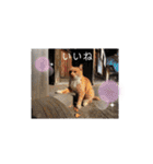 野良猫だらけ2020（個別スタンプ：22）