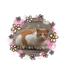 野良猫だらけ2020（個別スタンプ：25）