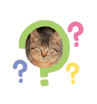 野良猫だらけ2020（個別スタンプ：26）