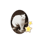 野良猫だらけ2020（個別スタンプ：27）