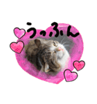 野良猫だらけ2020（個別スタンプ：28）