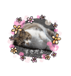 野良猫だらけ2020（個別スタンプ：29）