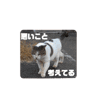 野良猫だらけ2020（個別スタンプ：31）