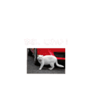 野良猫だらけ2020（個別スタンプ：33）