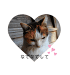 野良猫だらけ2020（個別スタンプ：36）