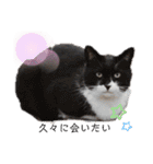 野良猫だらけ2020（個別スタンプ：38）
