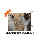 野良猫だらけ2020（個別スタンプ：39）