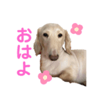 安藤 あんじゅ（個別スタンプ：1）