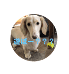 安藤 あんじゅ（個別スタンプ：8）