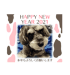 シュナウザー リーちゃん年賀状（個別スタンプ：1）