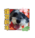 シュナウザー リーちゃん年賀状（個別スタンプ：4）