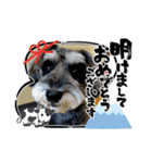 シュナウザー リーちゃん年賀状（個別スタンプ：5）