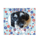 シュナウザー リーちゃん年賀状（個別スタンプ：6）