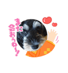 シュナウザー リーちゃん年賀状（個別スタンプ：7）