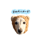 ベイリーwithダックスフレンズ3（個別スタンプ：2）