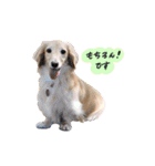 ベイリーwithダックスフレンズ3（個別スタンプ：5）