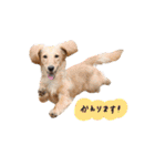 ベイリーwithダックスフレンズ3（個別スタンプ：10）