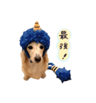 ベイリーwithダックスフレンズ3（個別スタンプ：18）
