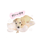 ベイリーwithダックスフレンズ3（個別スタンプ：20）