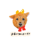 ベイリーwithダックスフレンズ3（個別スタンプ：24）