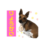 minifoxyしめじと愉快な仲間たち2（個別スタンプ：2）