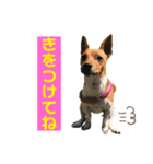 minifoxyしめじと愉快な仲間たち2（個別スタンプ：3）