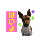 minifoxyしめじと愉快な仲間たち2（個別スタンプ：4）