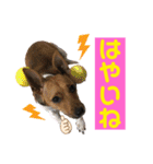 minifoxyしめじと愉快な仲間たち2（個別スタンプ：5）